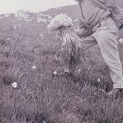 20 giugno 1973 - Giunchiglie al Monte Croce (50° di fondazione della Sezione)